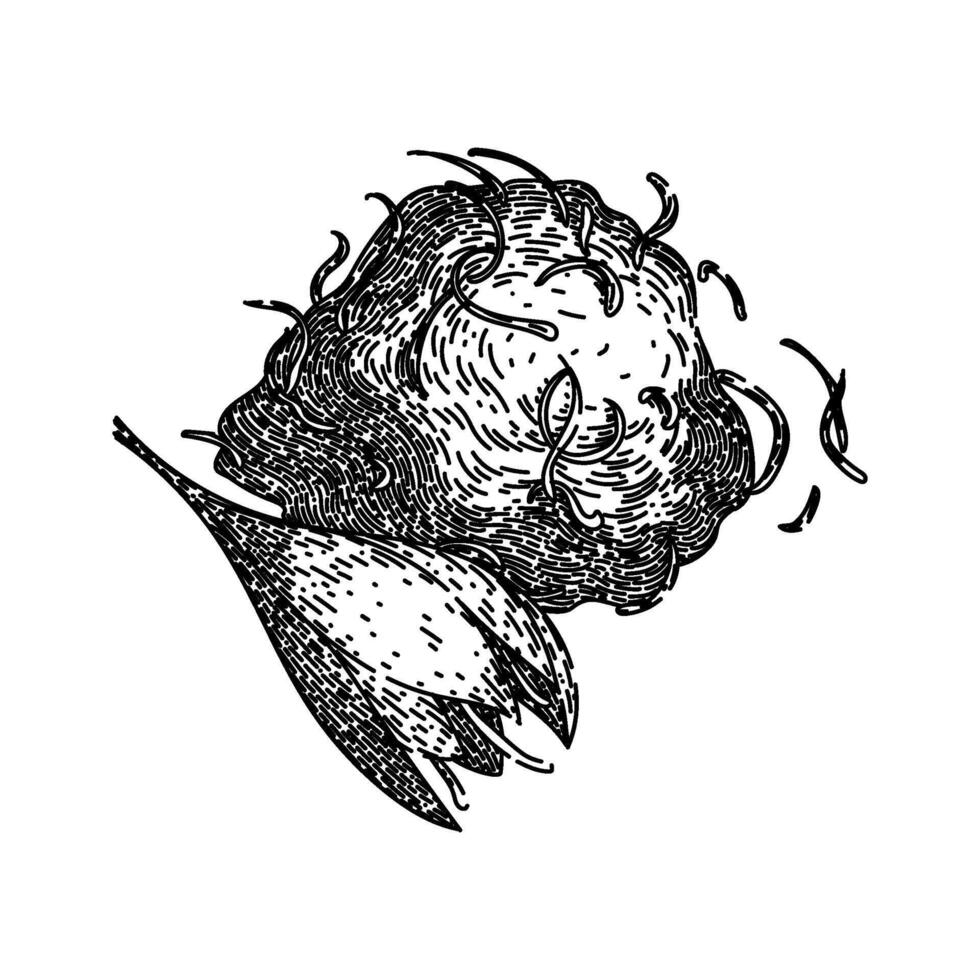 field saffron sketch hand drawn vector