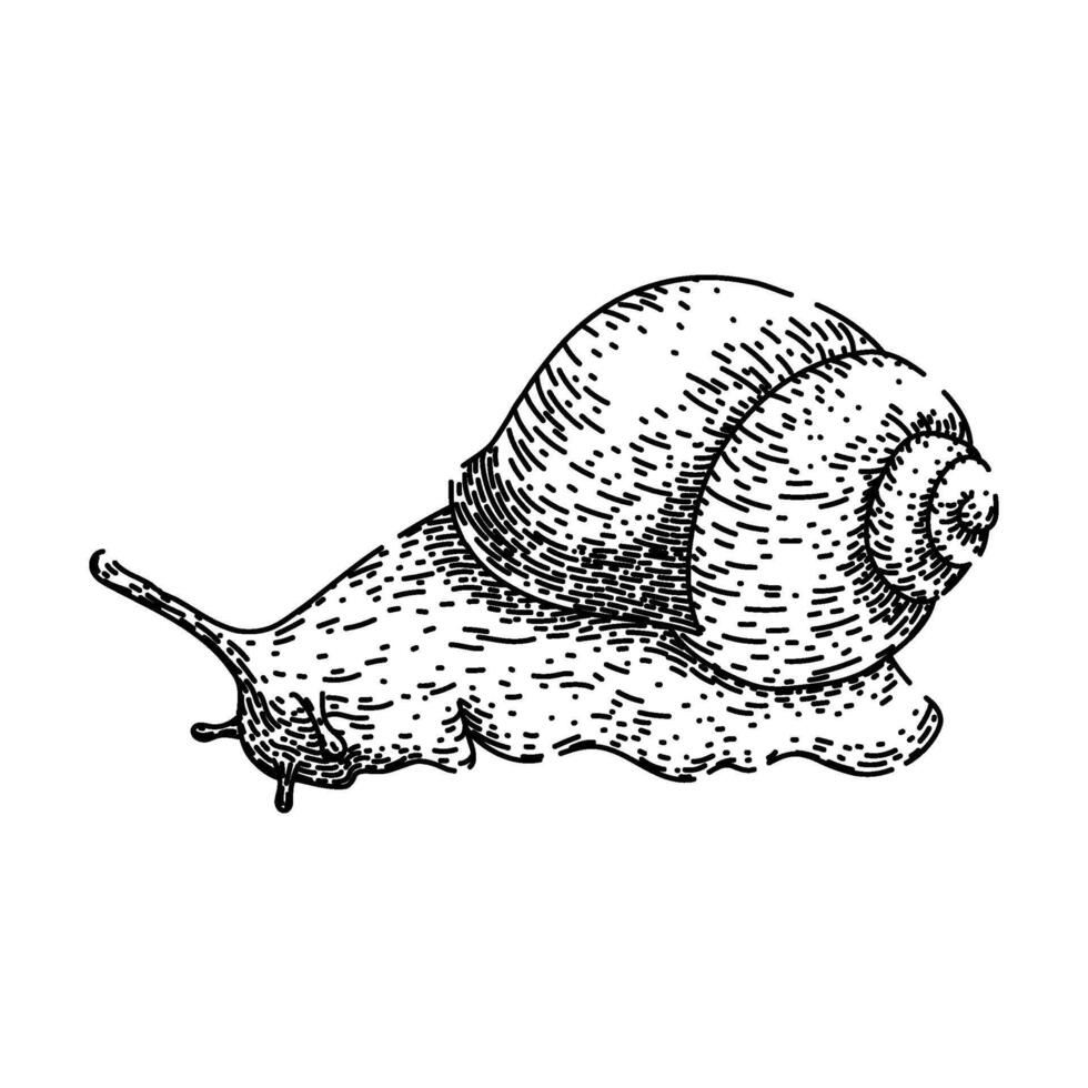 object snail sketch hand drawn vector