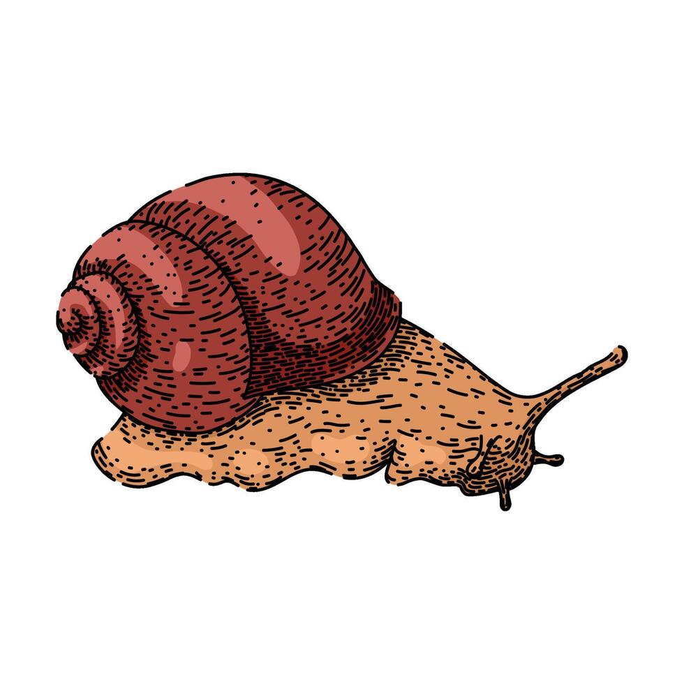 object snail sketch hand drawn vector