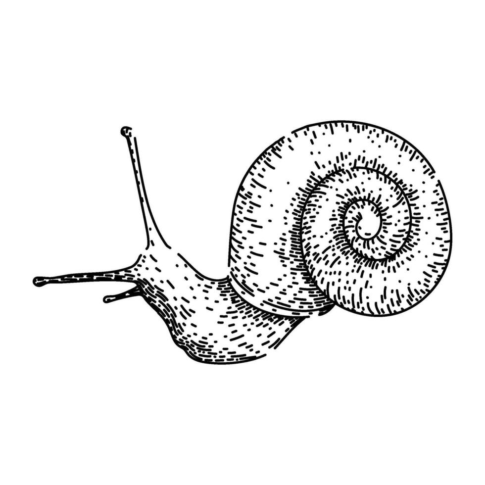 babosa caracol bosquejo mano dibujado vector