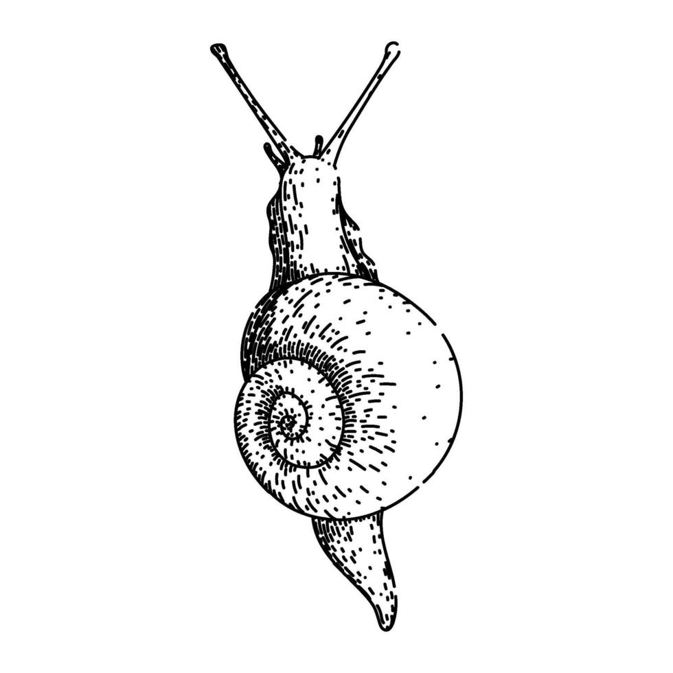 insect snail sketch hand drawn vector