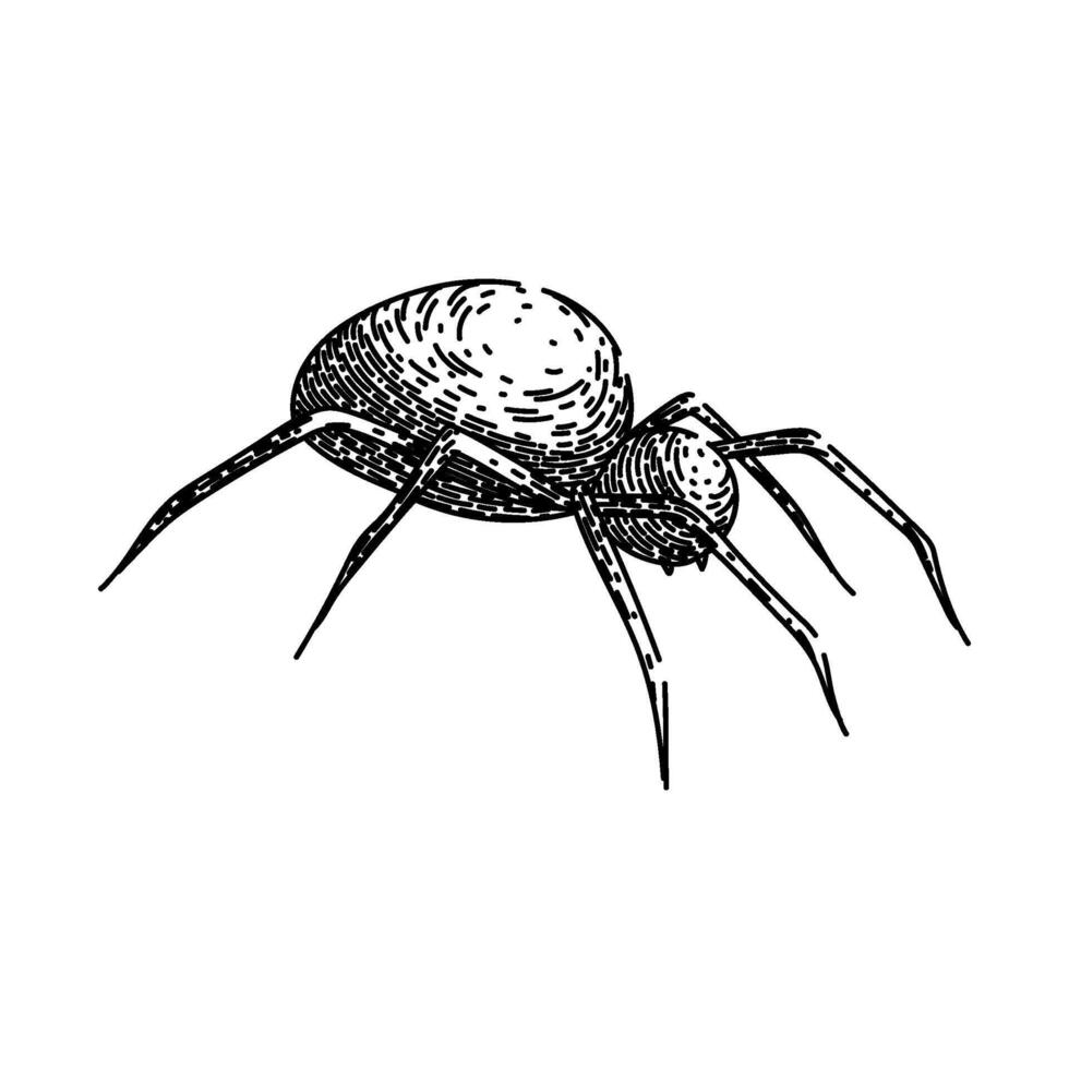 spider spider sketch hand drawn vector