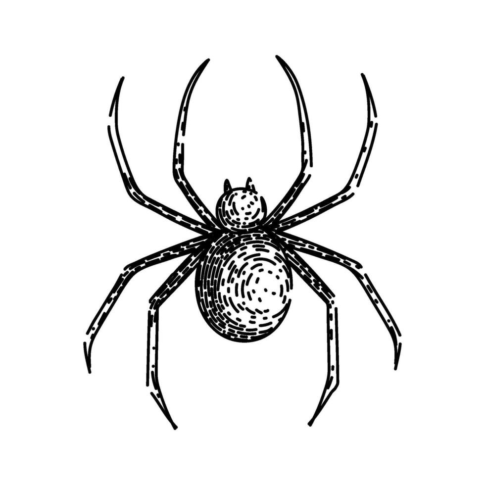 web spider sketch hand drawn vector