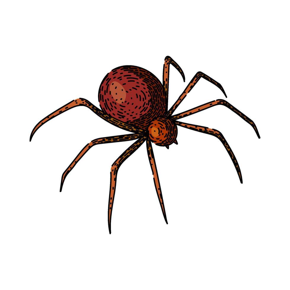 spider sketch hand drawn vector