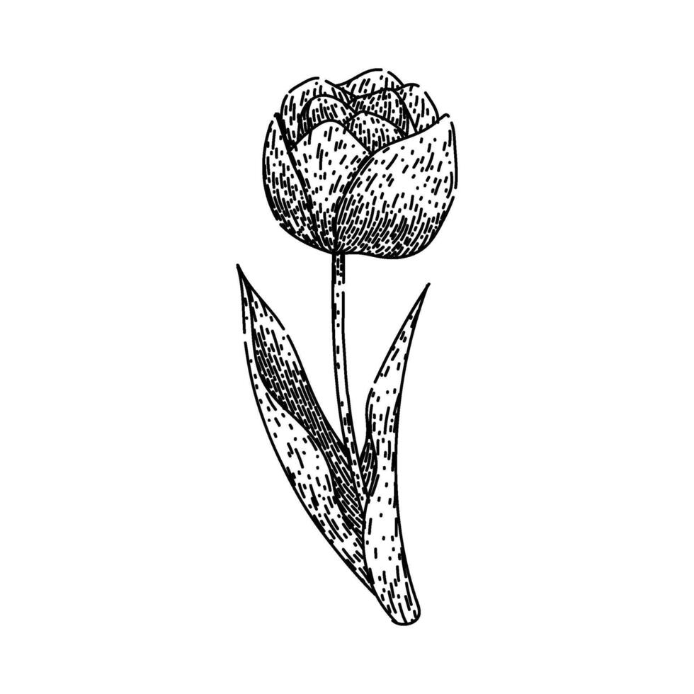 bouquet tulip sketch hand drawn vector