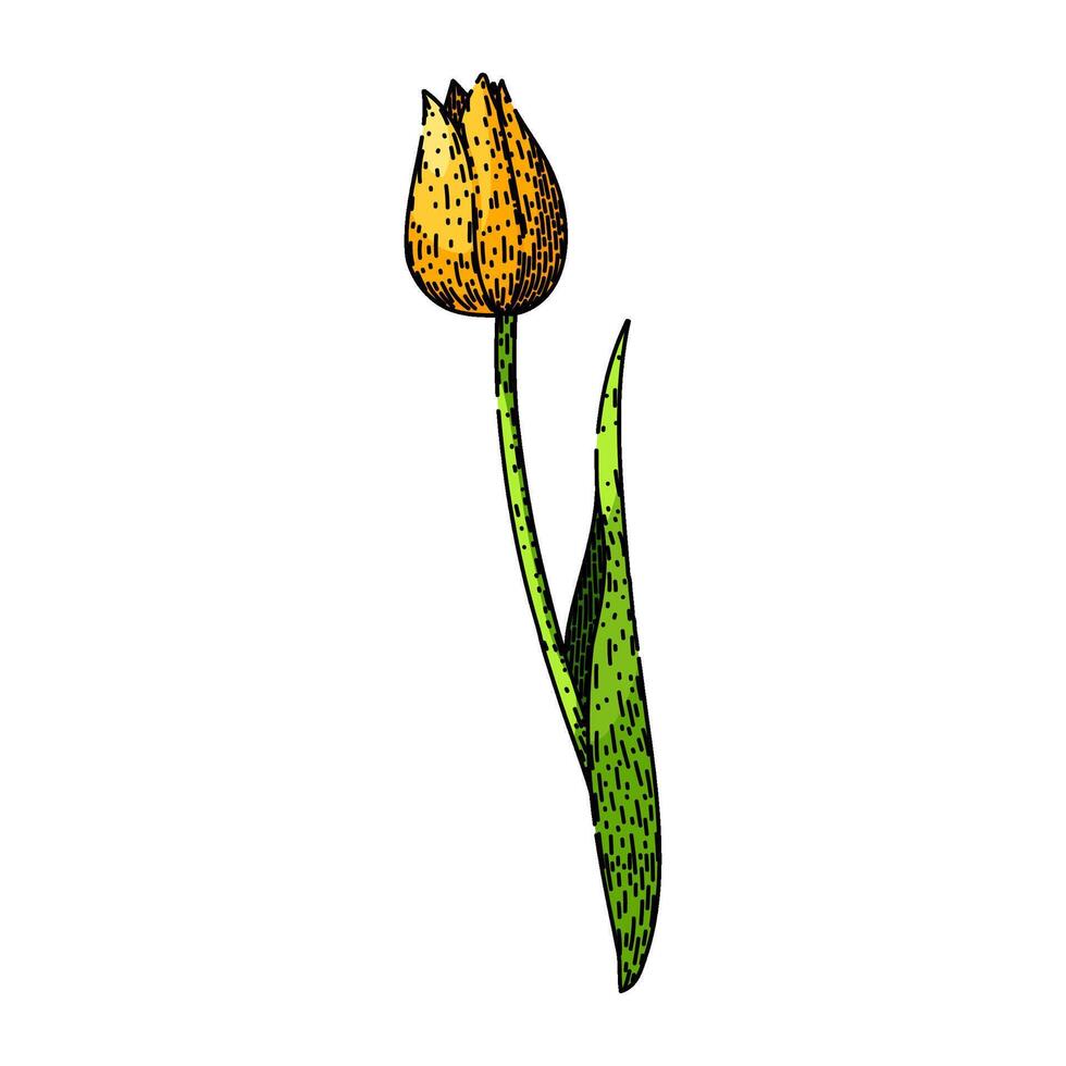 primavera tulipán bosquejo mano dibujado vector