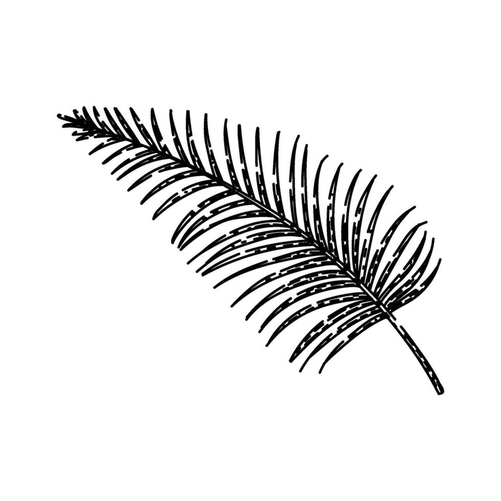 areca palm tropical leaf sketch hand drawn vector