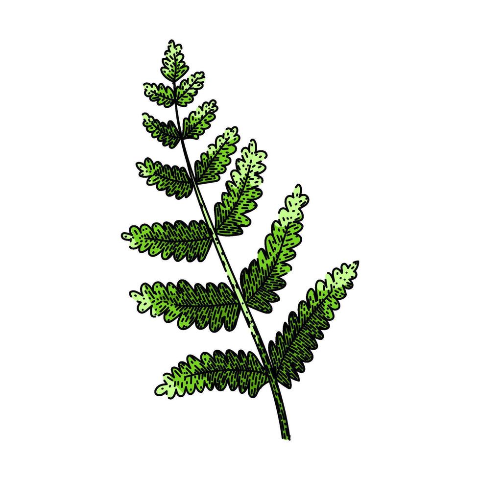 fern plant tropical leaf sketch hand drawn vector