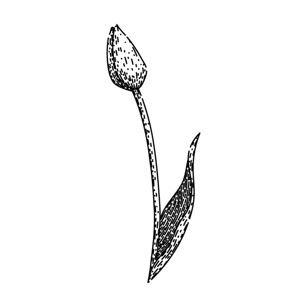 top tulip sketch hand drawn vector