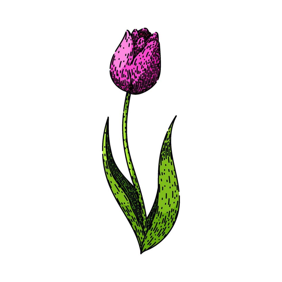 campo tulipán bosquejo mano dibujado vector