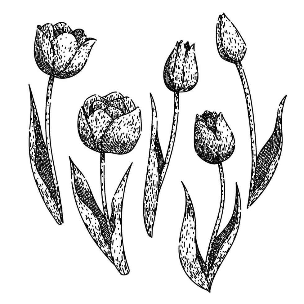 tulip set sketch hand drawn vector