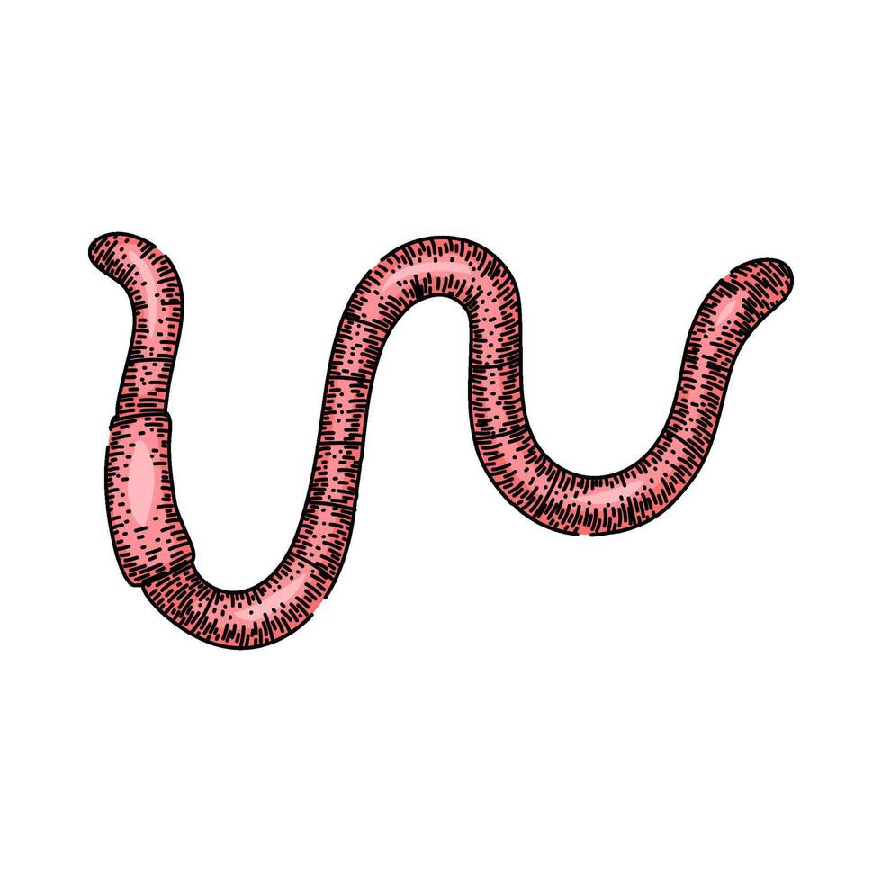 earthworm worm sketch hand drawn vector