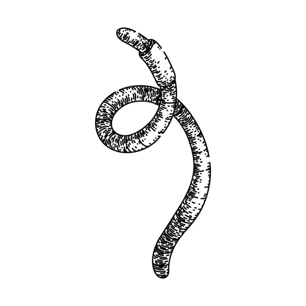 worm sketch hand drawn vector