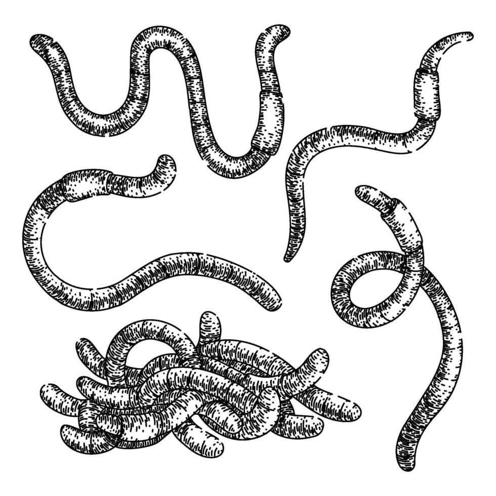 worm set sketch hand drawn vector