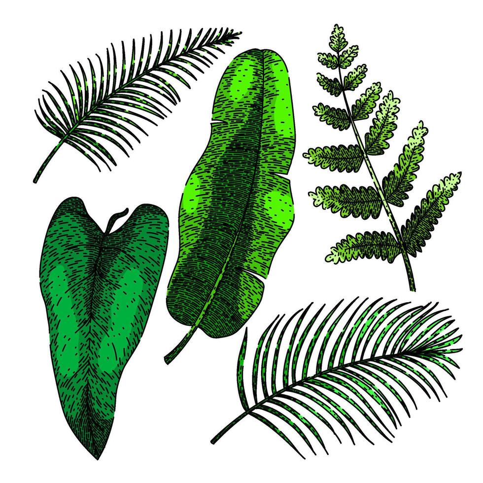 tropical leaf set sketch hand drawn vector