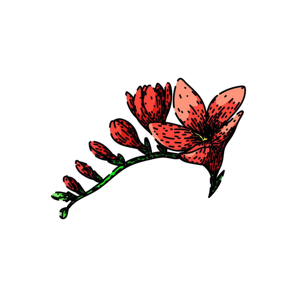 flower freesia sketch hand drawn vector