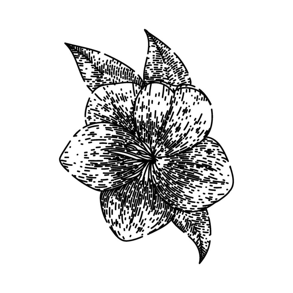primrose hellebore sketch hand drawn vector