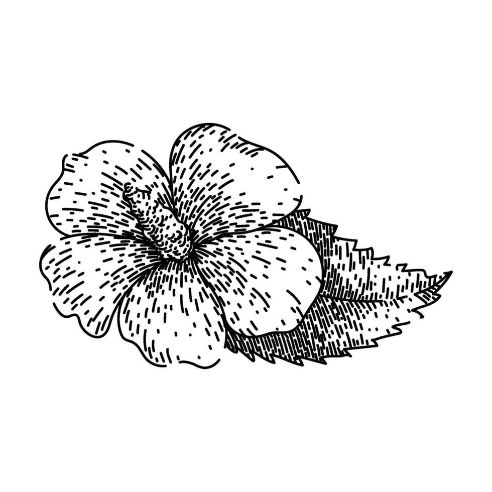 hawaiian hibiscus sketch hand drawn vector