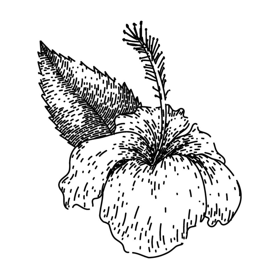 silhouette hibiscus sketch hand drawn vector