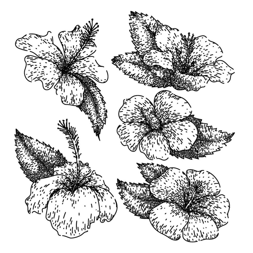 hibiscus set sketch hand drawn vector