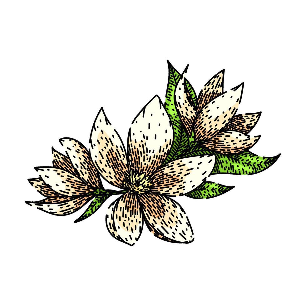 petal jasmine sketch hand drawn vector