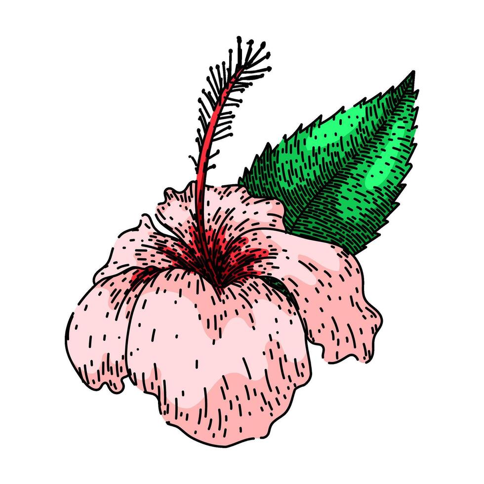 silhouette hibiscus sketch hand drawn vector