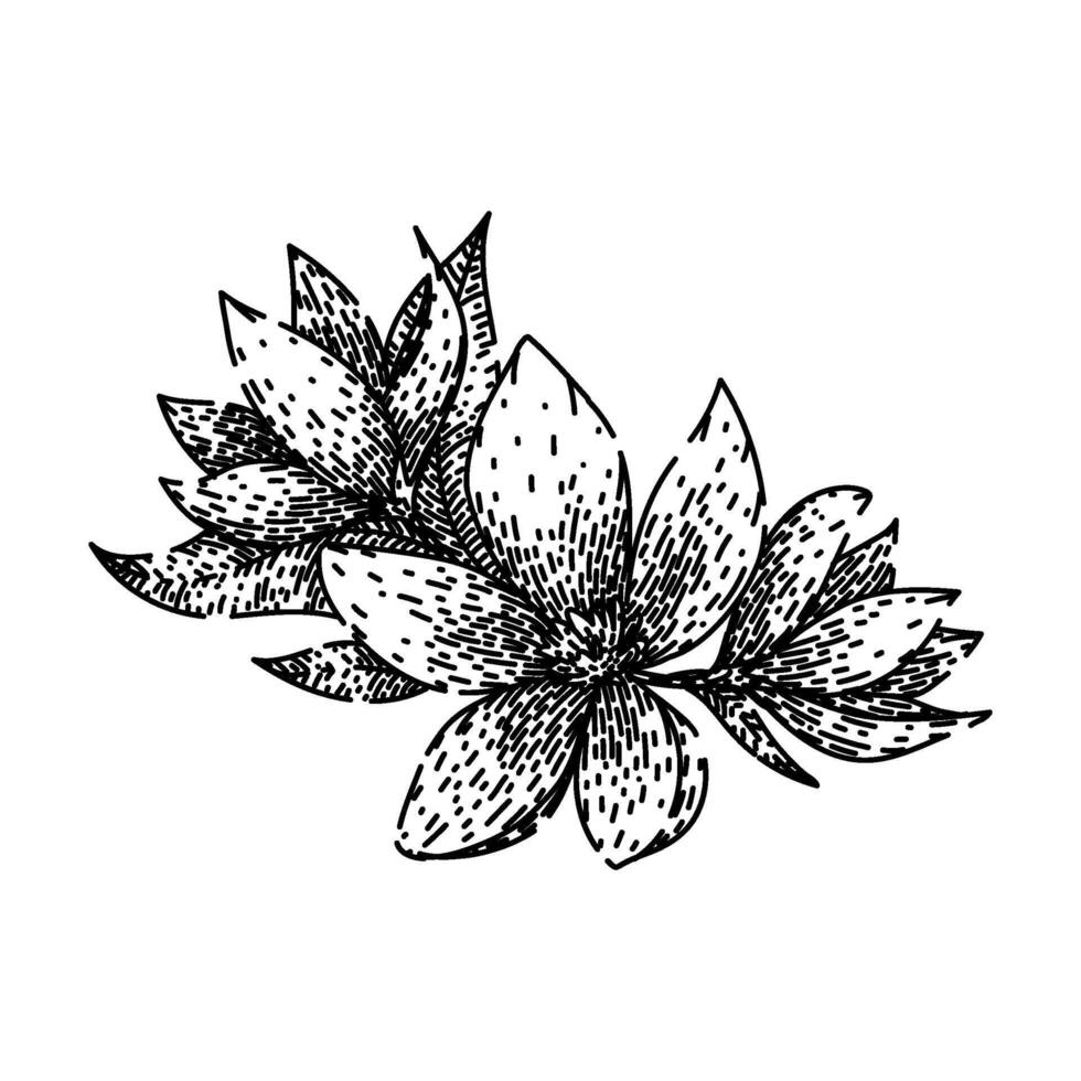 petal jasmine sketch hand drawn vector