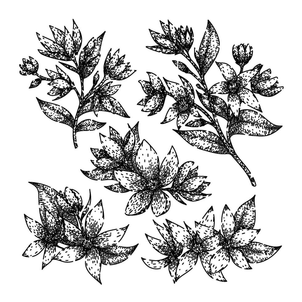 jasmine set sketch hand drawn vector
