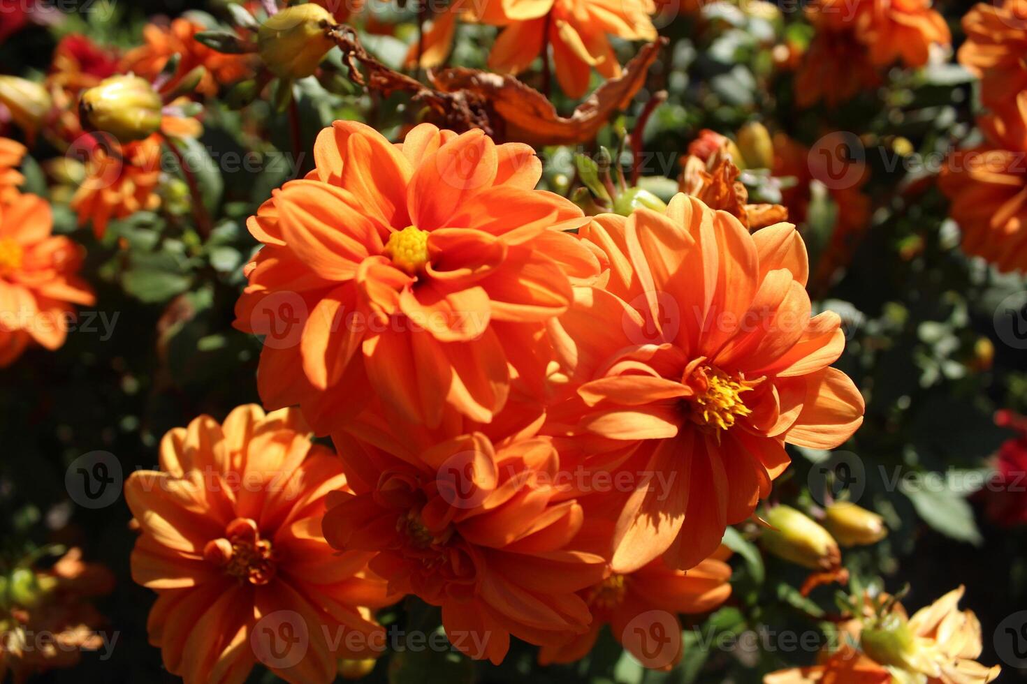 dalia flores en un flor cama de cerca. rojo, blanco, naranja, grande dalia flor. urbano verdeado. verano otoño flores polinización de el pistilo de el estambres foto