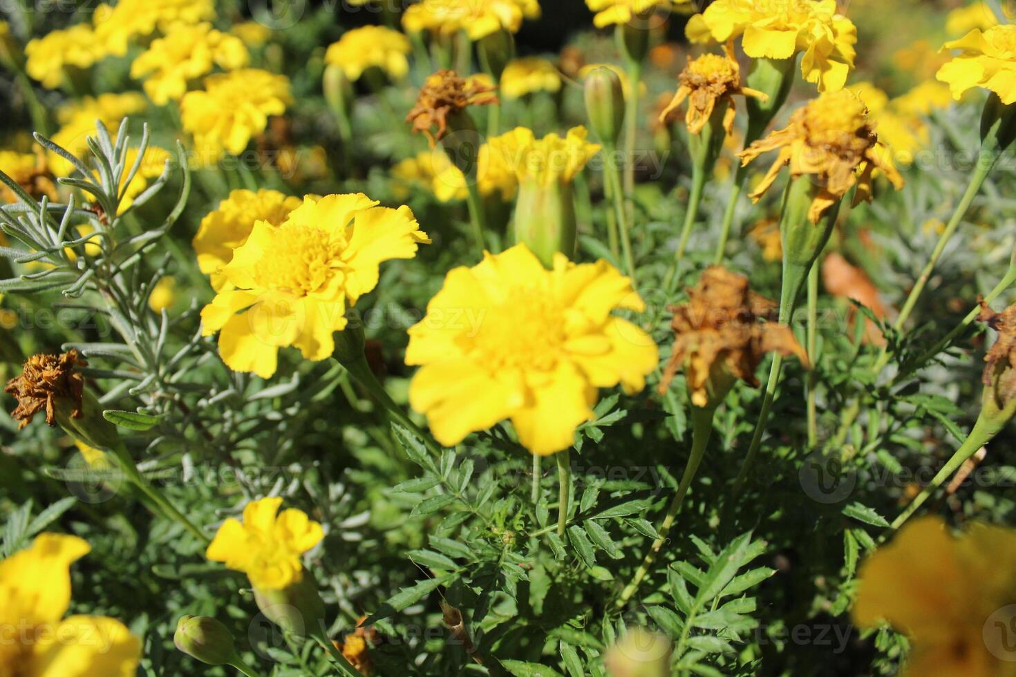 amarillo caléndulas de cerca en un soleado día en verano en un ciudad flor cama. selección de flores para paisajismo el ciudad foto