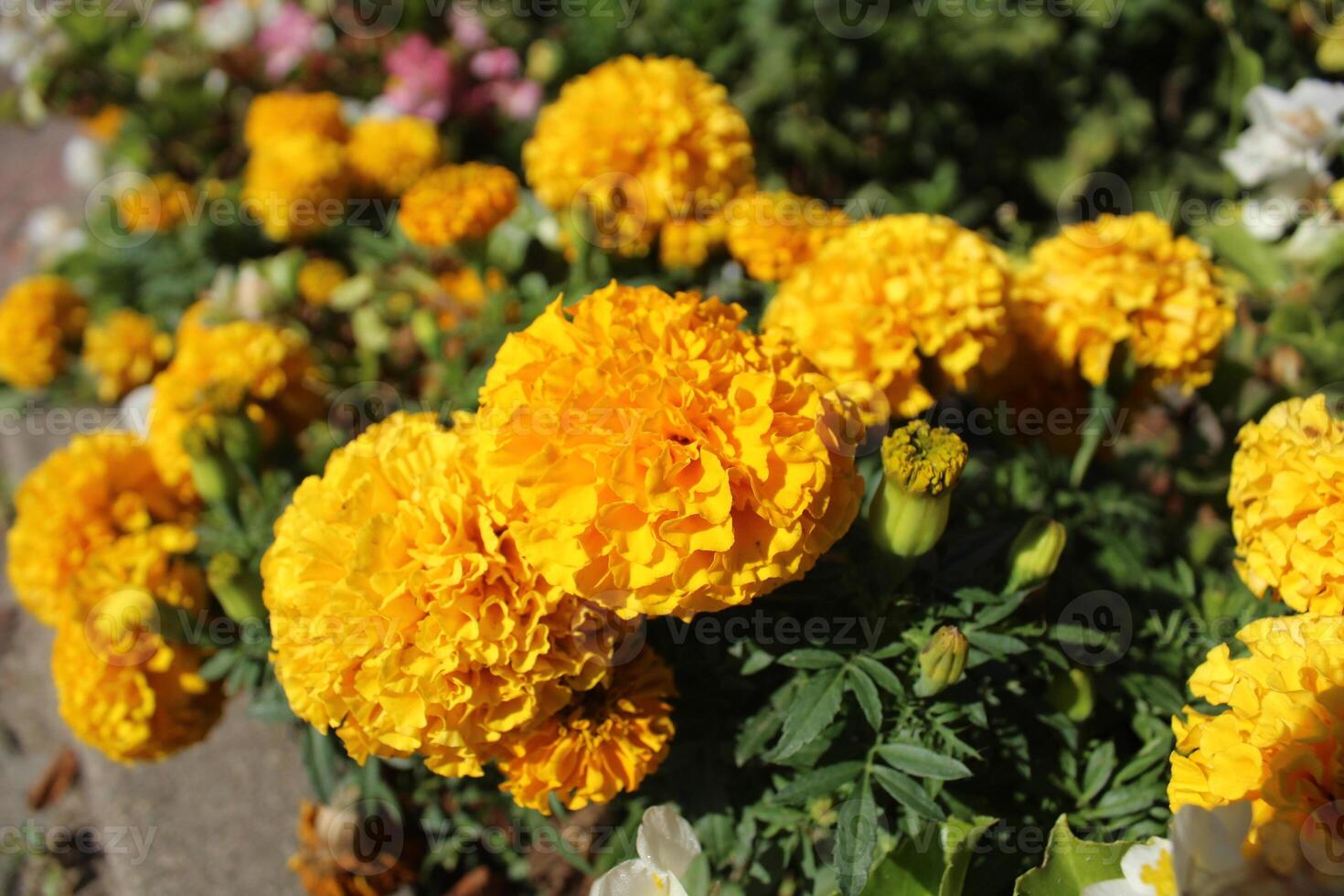 naranja amarillo caléndulas flores en un ciudad flor cama foto