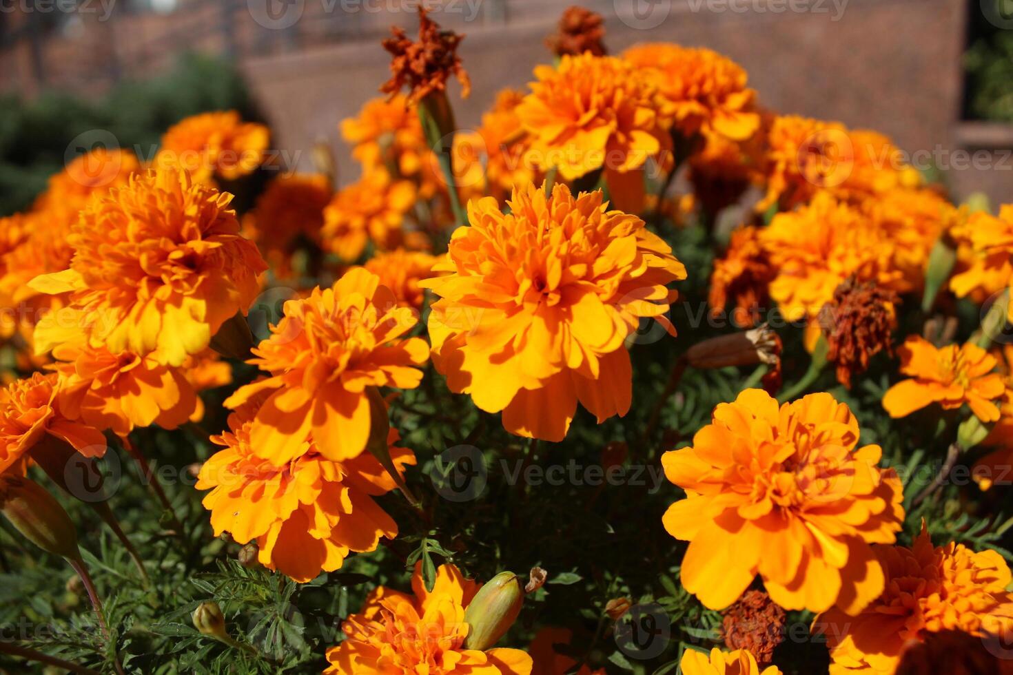 naranja maravilla flores en un flor cama en el ciudad foto