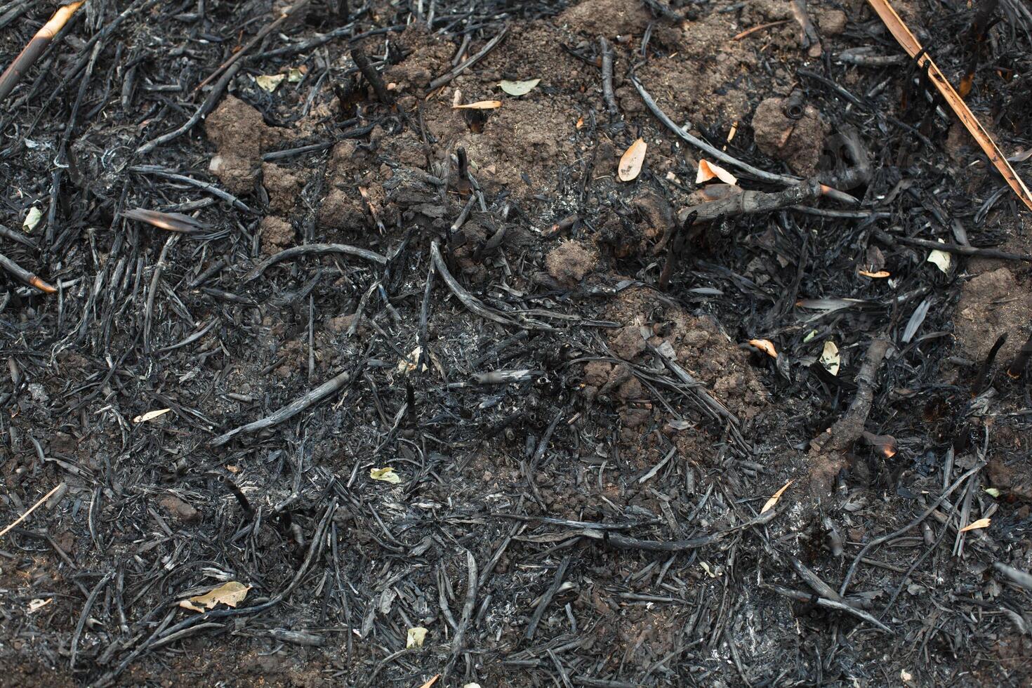 after the burnt ashes of reeds photo