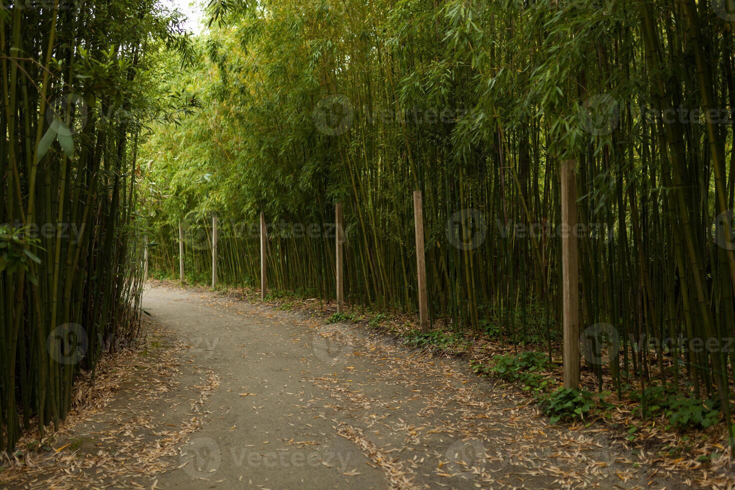 Beautiful Alley In Park. Garden Landscaping Design photo