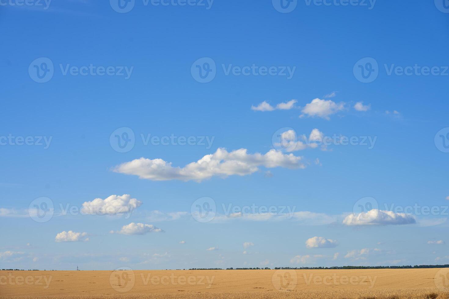 trigo agrícola campo con azul nublado antecedentes foto