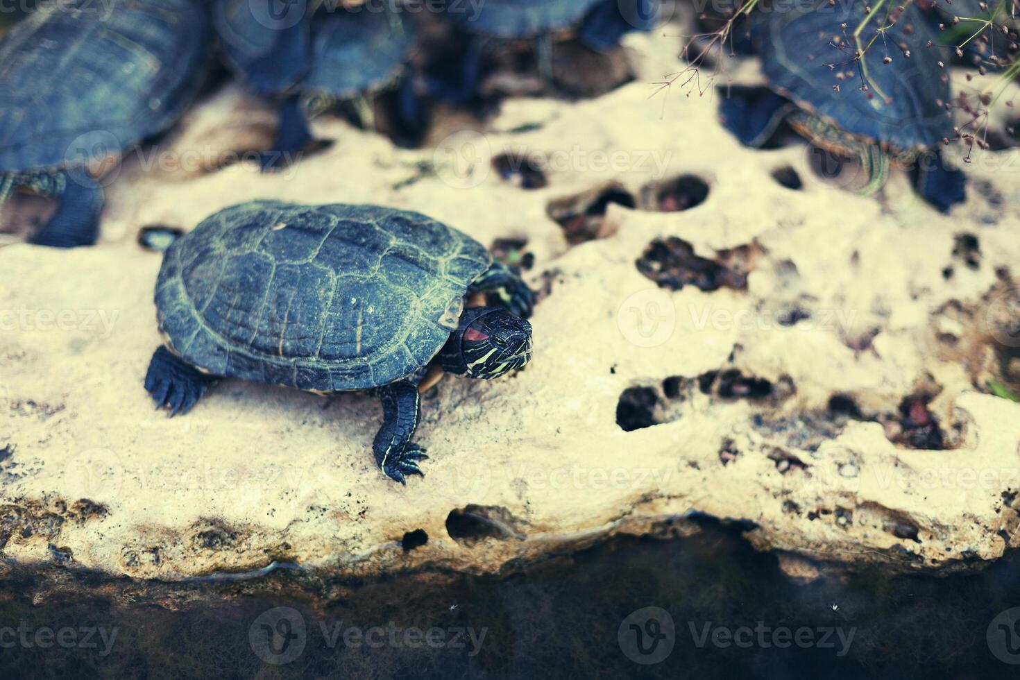 family of small turtles in the city pond photo