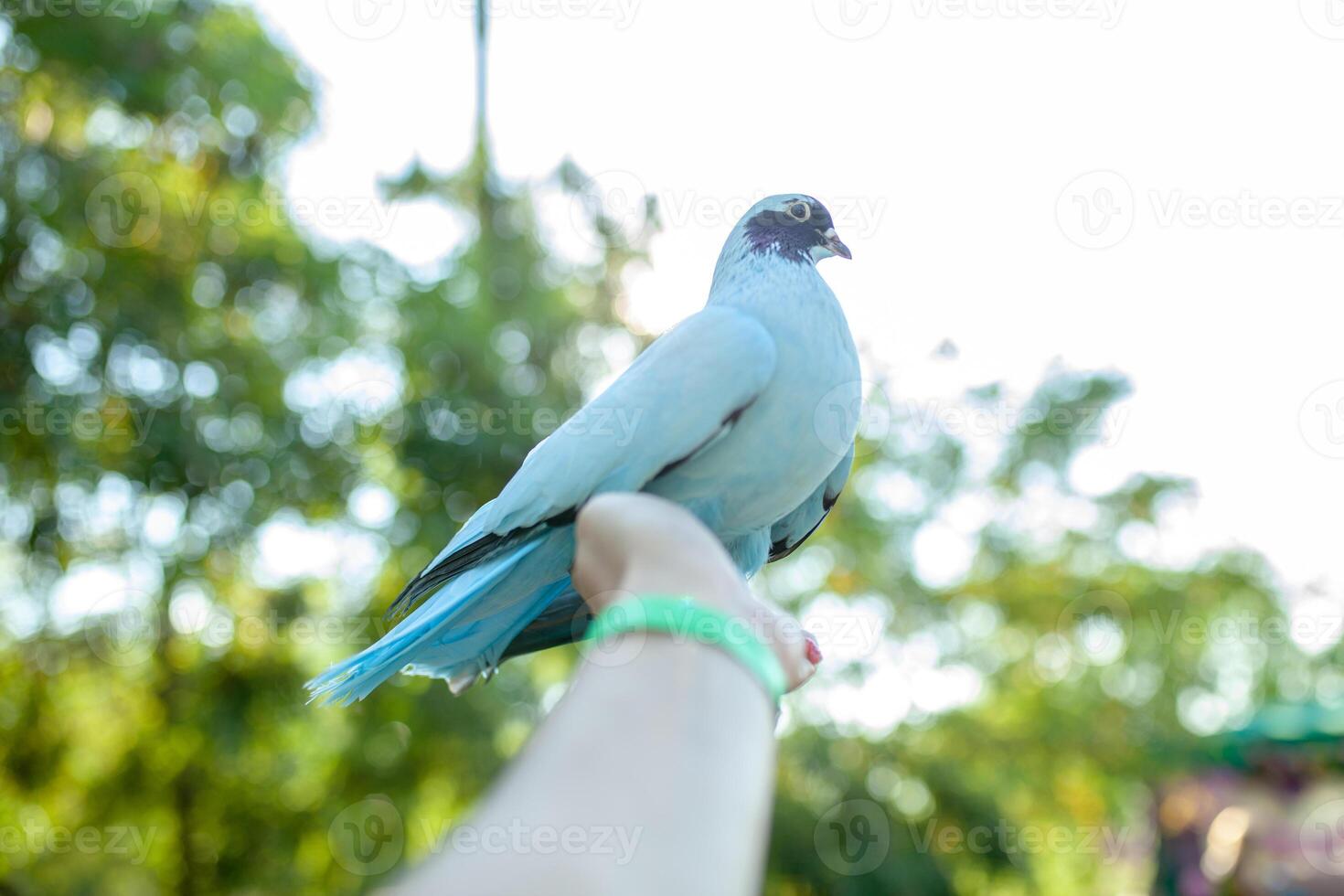A colored dove of blue sits on a mans hand against the background of bright green foliage. Summer time photo