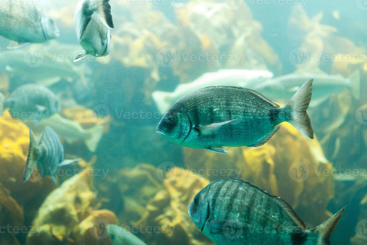 Fishes in aquarium or reservoir ubder water on fish farm photo
