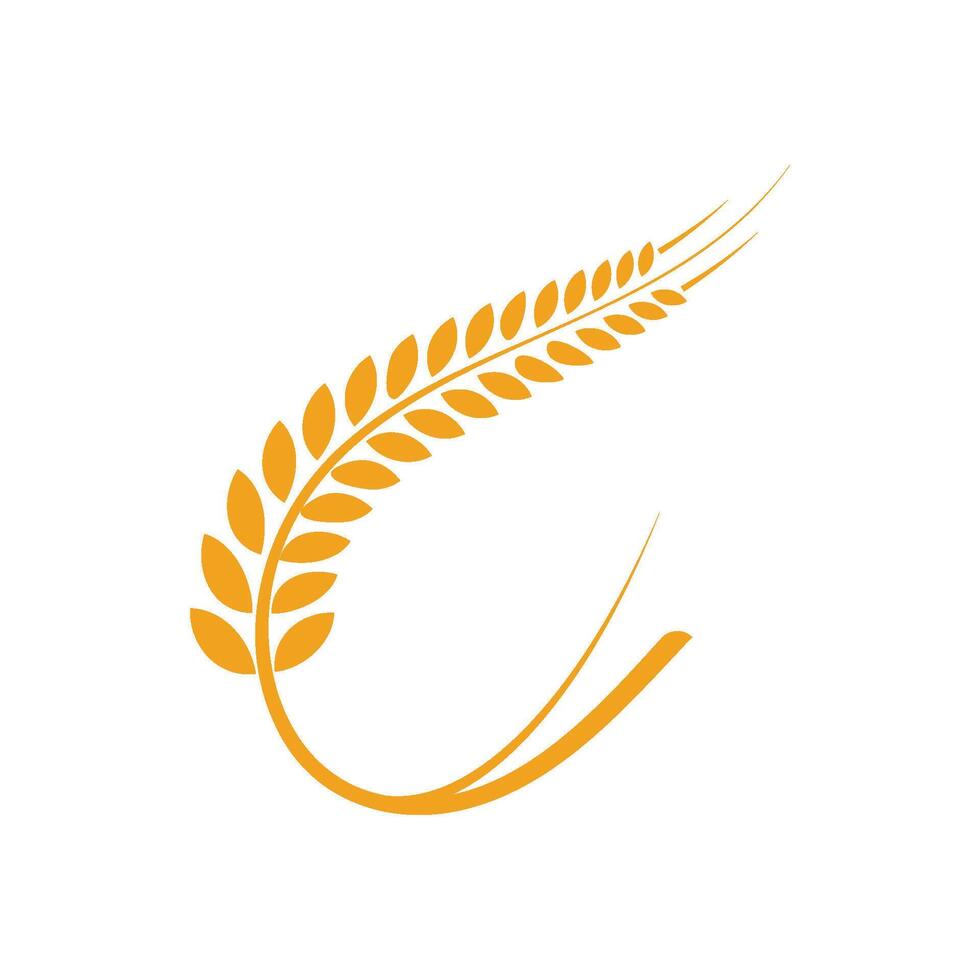 Agriculture wheat Logo vector