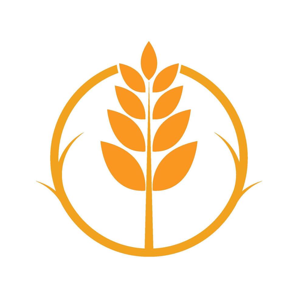 Agriculture wheat Logo vector