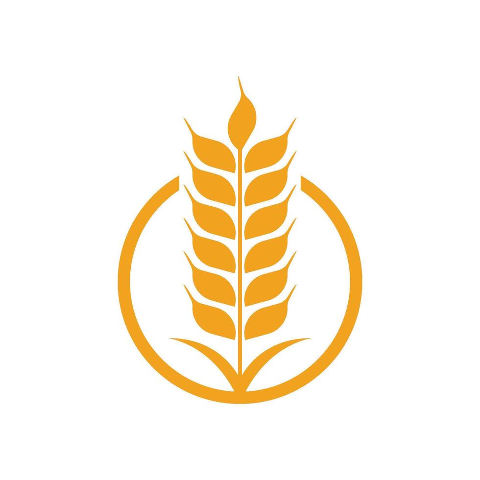 Agriculture wheat Logo vector
