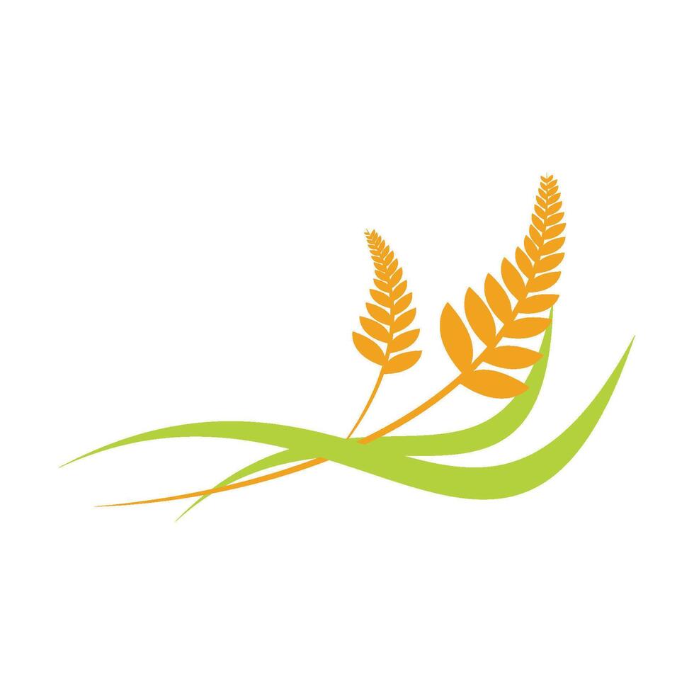 Agriculture wheat Logo vector