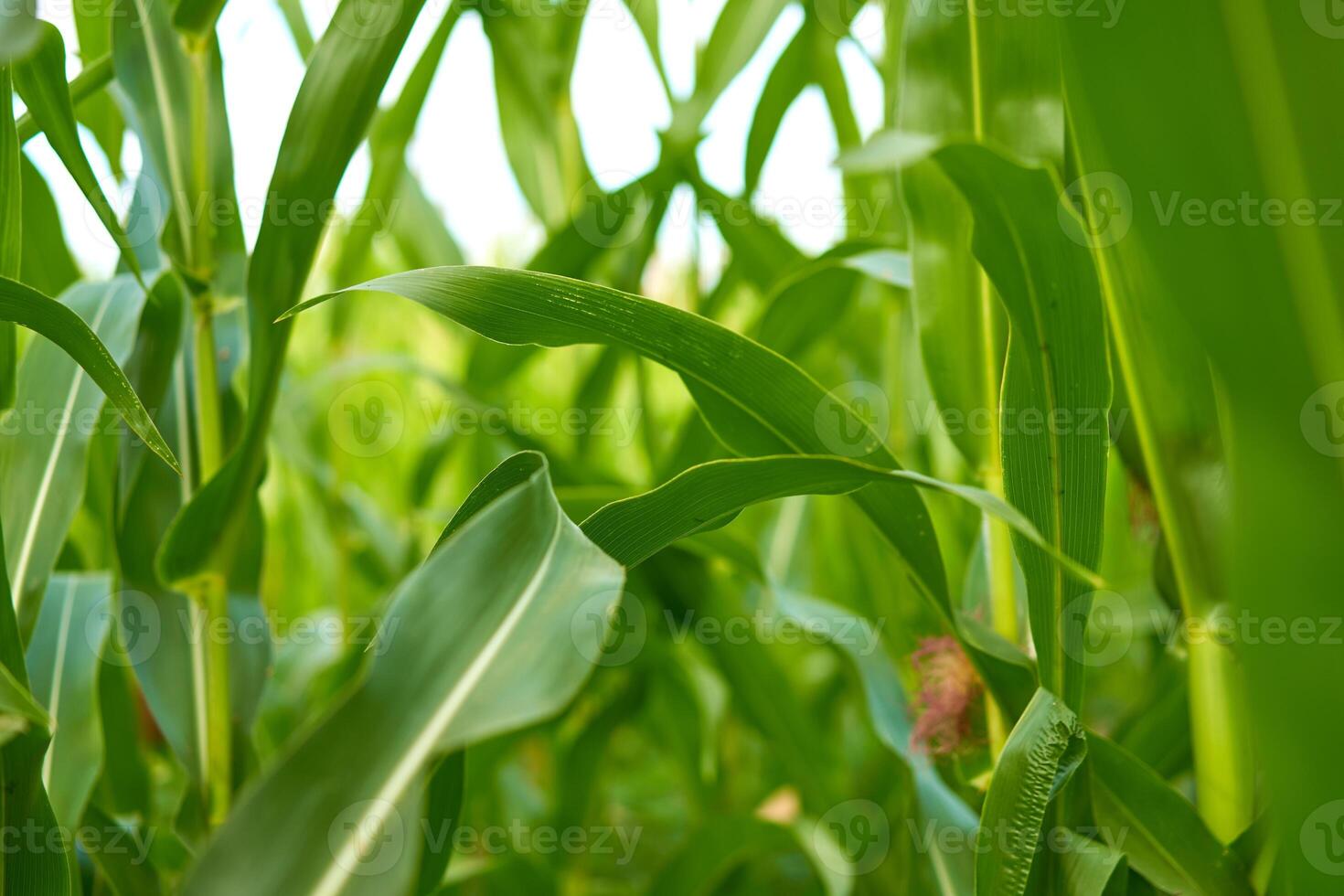 Corn agricultural field close up Summer harves season photo