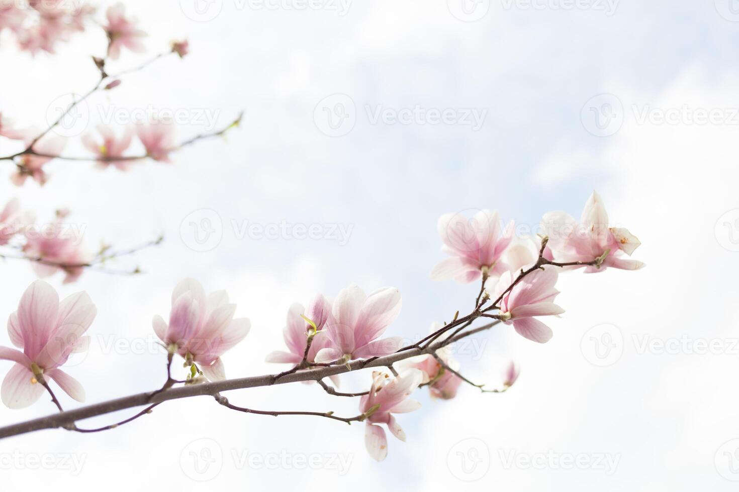 Closeup of magnolia tree blossom with blurred background and warm sunshine photo