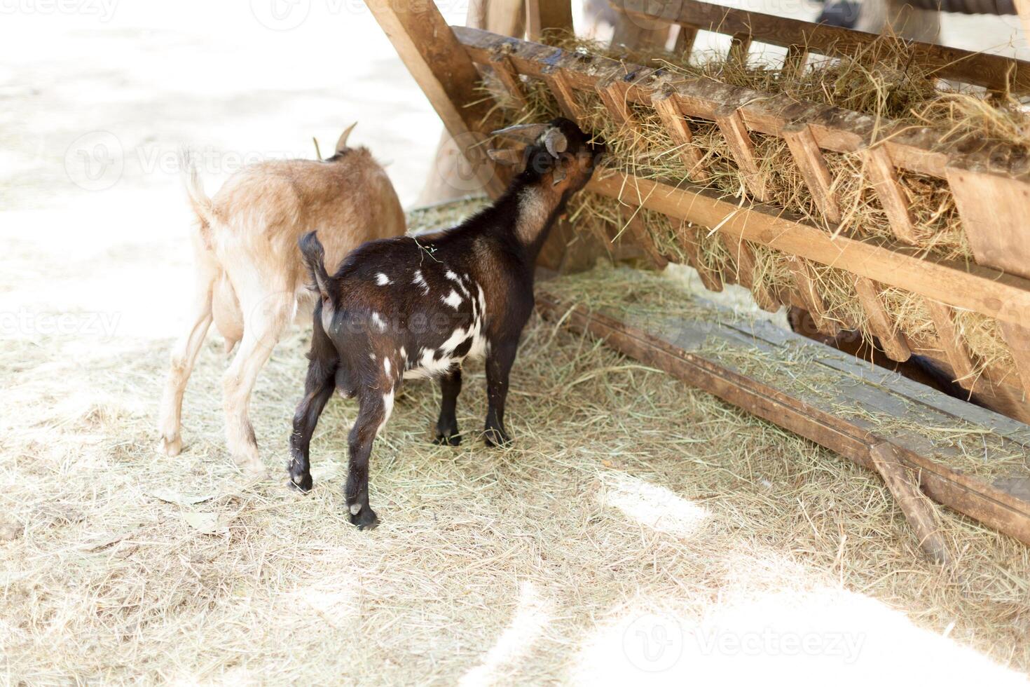 Close up young goat eating dry straw in farm photo