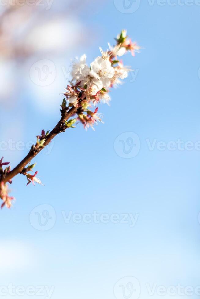 Blossoming apple after rain on spring background. Space for text photo