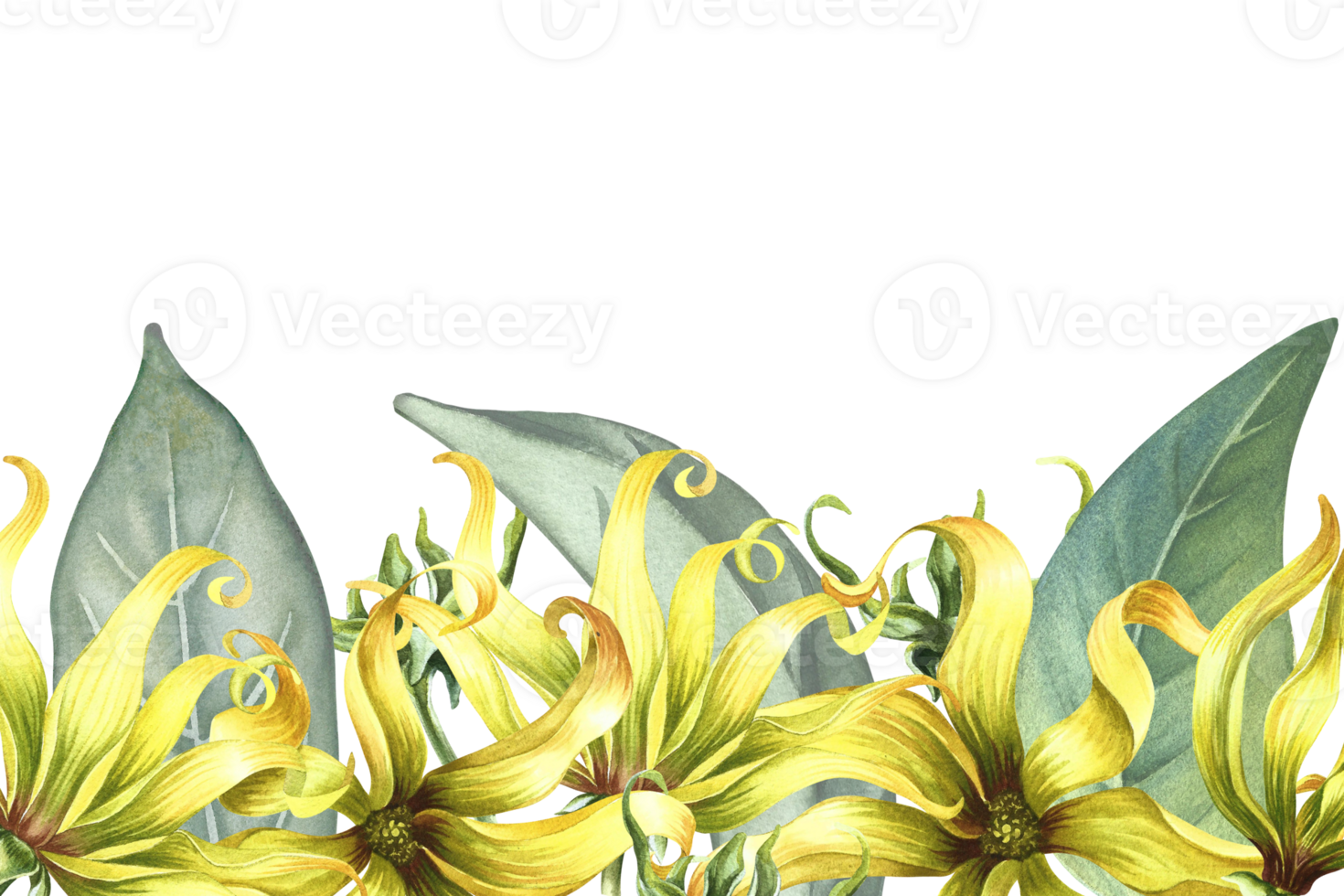 A banner with ylang-ylang flowers. A border with exotic fragrant yellow flowers. A hand-drawn watercolor illustration. An element of the design of packaging, postcard and label. For a banner, a flyer png