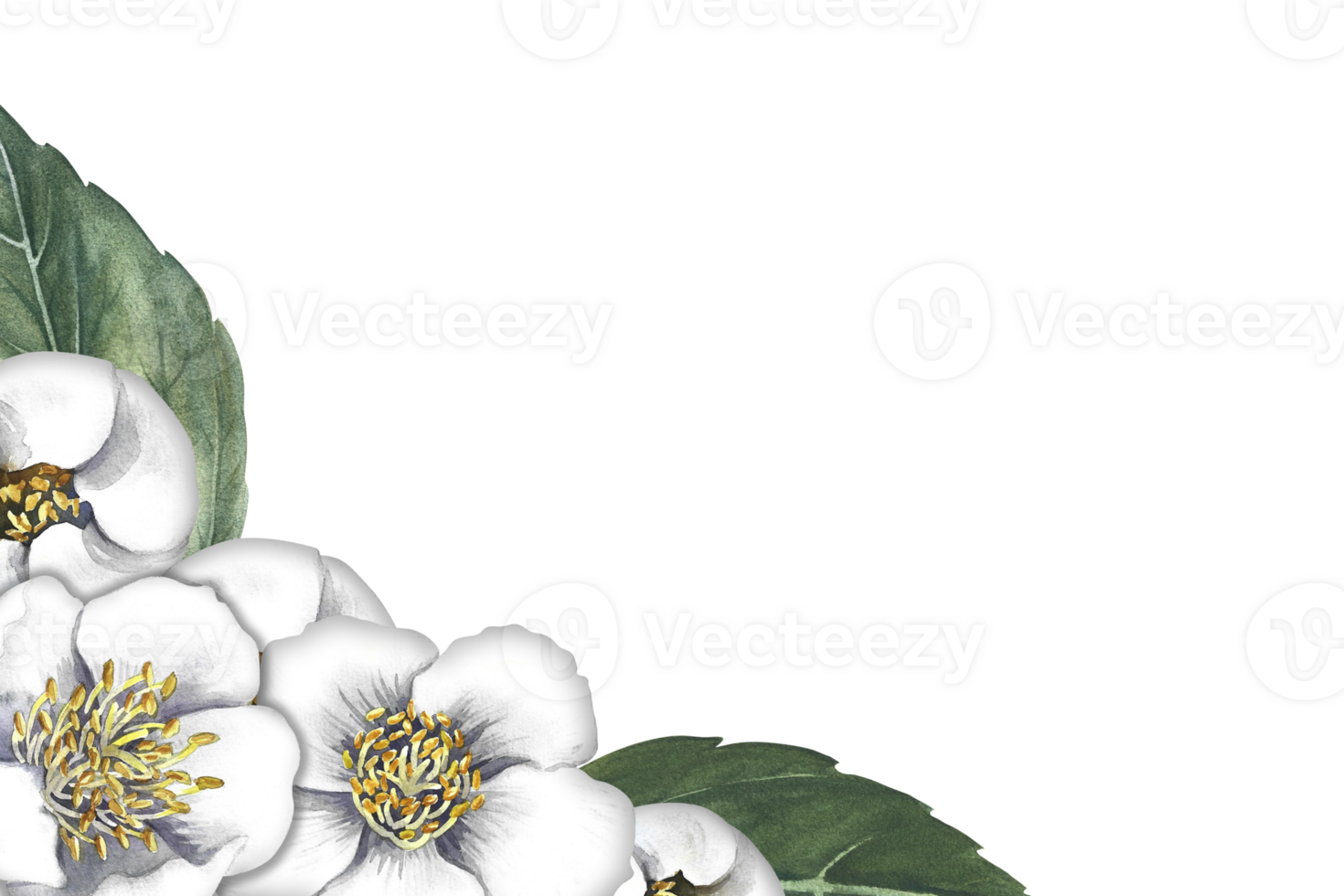 A frame with jasmine flowers. Fragrant white spring flowers. A hand-drawn watercolor illustration. For packaging, greeting and invitation cards and labels. For banners, flyers. png