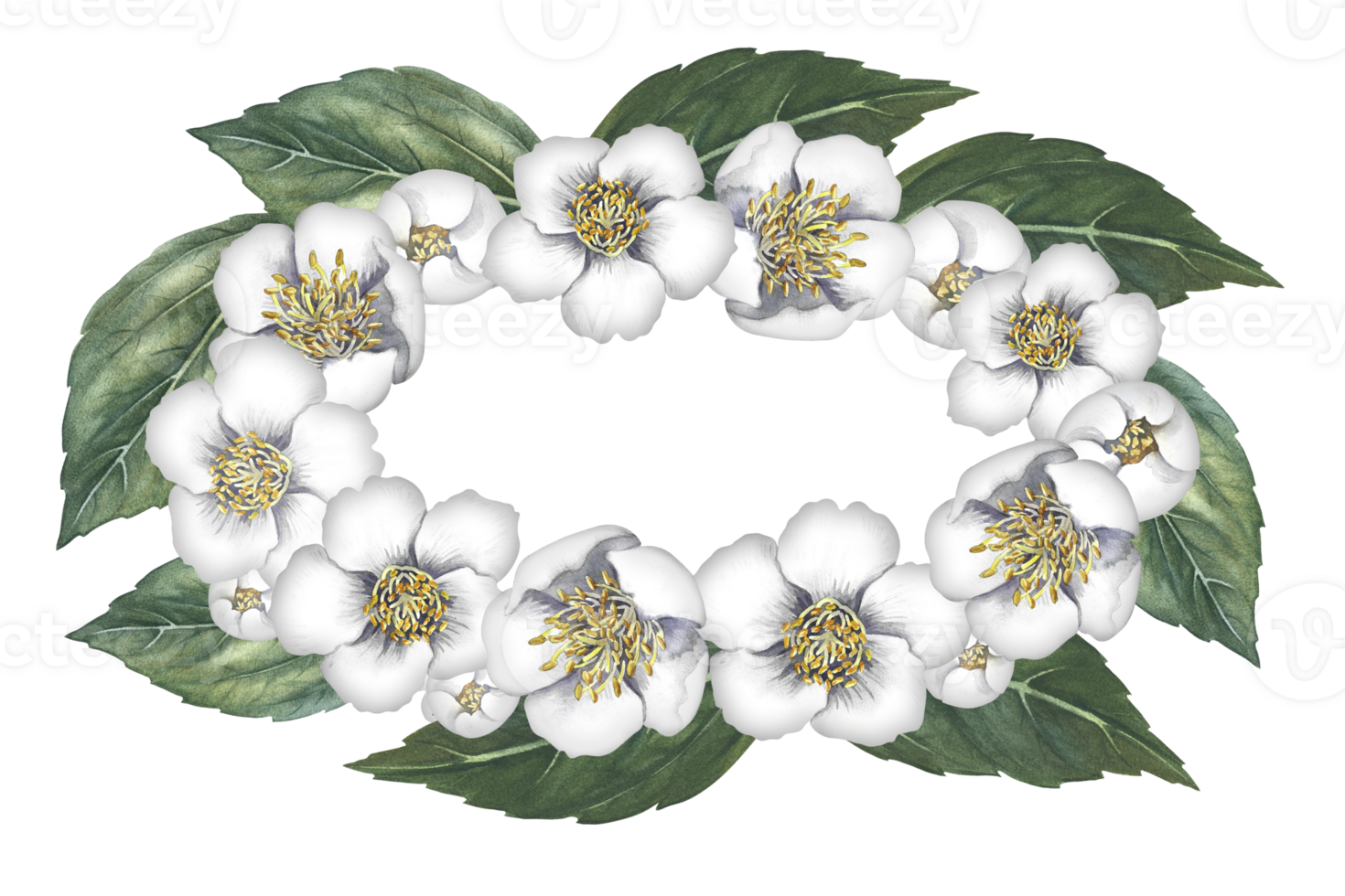 ovaal kader met jasmijn bloemen. een krans van geurig wit voorjaar bloemen. hand getekend waterverf illustratie. voor verpakking, groet en uitnodiging kaarten en etiketten. voor spandoeken, flyers. png