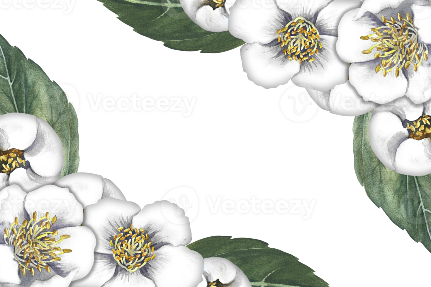 A frame with jasmine flowers. Fragrant white spring flowers. A hand-drawn watercolor illustration. For packaging, greeting and invitation cards and labels. For banners, flyers. png